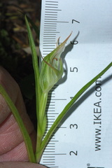 Pterostylis irsoniana