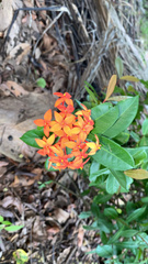 Ixora coccinea