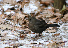 Turdus merula