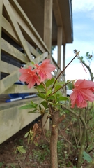 Rhododendron indicum