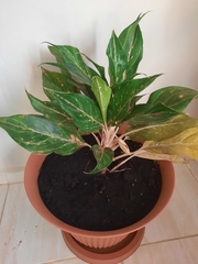 Aglaonema commutatum
