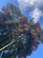 Ixora coccinea