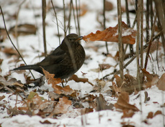 Turdus merula