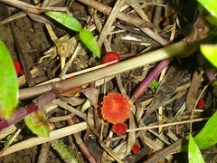 Cruentomycena viscidocruenta