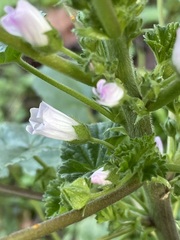Malva neglecta