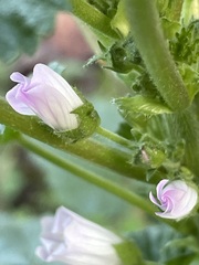 Malva neglecta