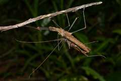 Pseudophasma phthisicum