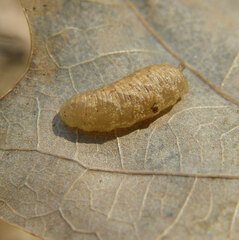 Syrphus knabi
