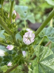Malva neglecta