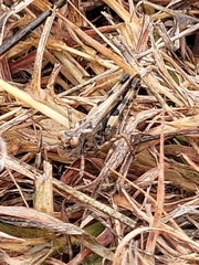 Encoptolophus costalis