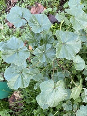 Malva neglecta