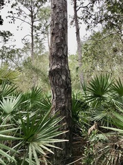 Pinus serotina