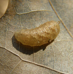 Syrphus knabi