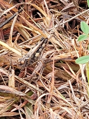 Encoptolophus costalis