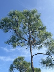 Pinus