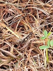 Encoptolophus costalis