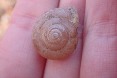 Neohelix albolabris