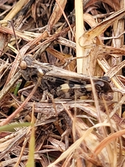 Encoptolophus costalis