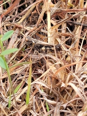 Encoptolophus costalis