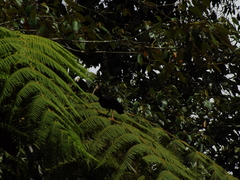 Phimosus infuscatus