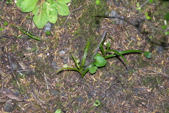 Pterostylis irsoniana