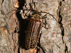 Prionoplus reticularis