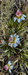 Hypochaeris incana