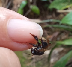 Scaptotrigona postica