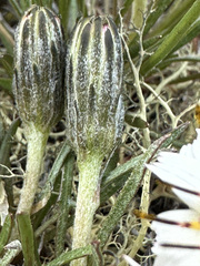Hypochaeris incana