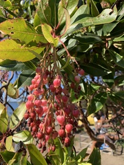 Arbutus