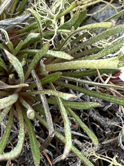 Hypochaeris incana