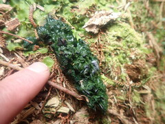 Eudyptes pachyrhynchus