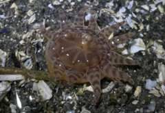 Peachia quinquecapitata