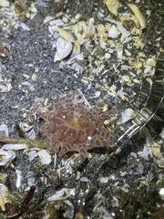 Peachia quinquecapitata