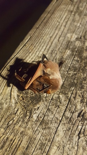 Red Bats photographed in Alabama