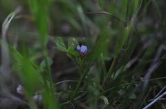 Trifolium variegatum