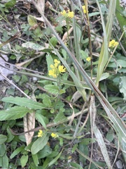 Brassiceae