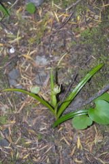Pterostylis irsoniana
