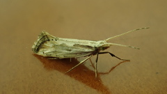 Plutella porrectella