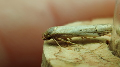 Blastobasis lacticolella