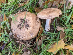 Agaricus sylvaticus