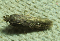 Bryotropha affinis