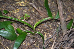Pterostylis irsoniana
