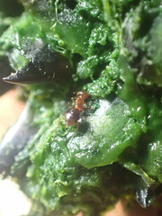 Prolasius advena