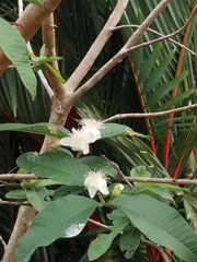Psidium