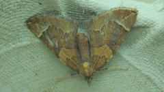 Eulithis populata