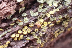 Chlorosplenium