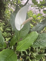 Spathiphyllum