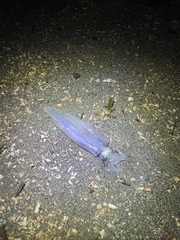 Doryteuthis opalescens