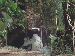 Eudyptes pachyrhynchus